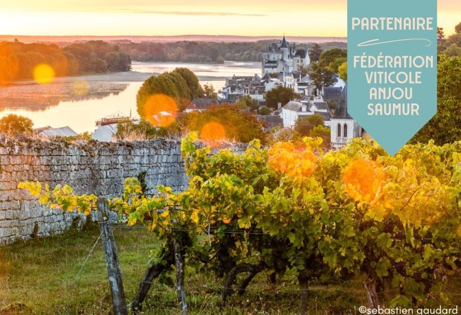 Le vignoble Anjou Saumur